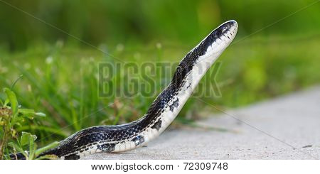 Rat Snake on a summer day in Illinois.\n** Note: Shallow depth of field