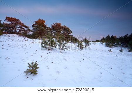 Winter Sunset Over Snowy Forest