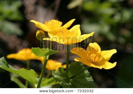 มาร์ช Marigolds