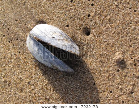 muskel shell