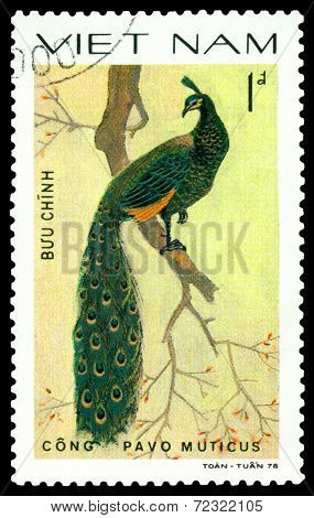 Vintage  Postage Stamp. Bird Pavo Muticus.