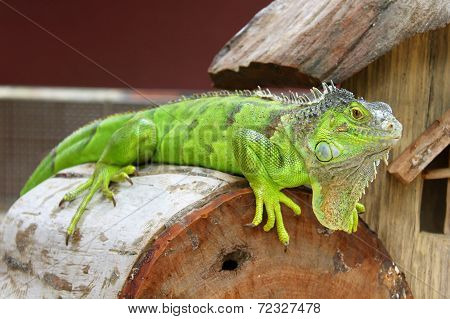 Green Iguana In Terrarium
