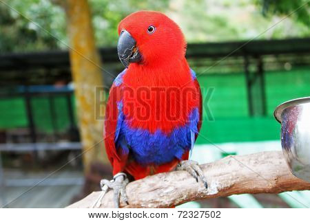 Colorful Red Parrot