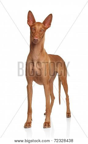 Pharaoh Hound