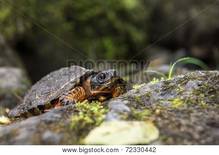 Wood Turtle
