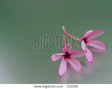 Two Light Pink Flowers On A Shining Metal Surface 