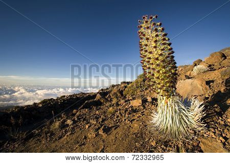 Silversword plant in flower, Haleakala National Park, Maui, Hawaii