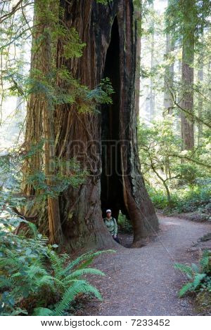 Redwood National Park