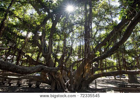 Banyan tree in courtyard square. Lahaina Harbor on Front street, Maui, Hawaii