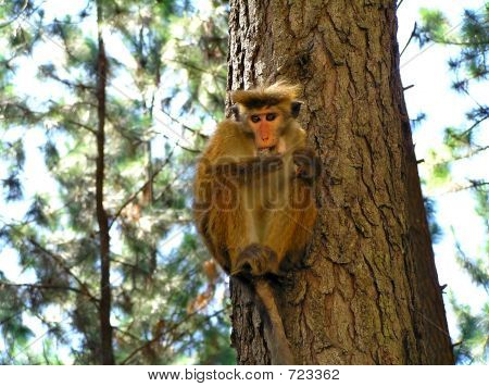 Monkey