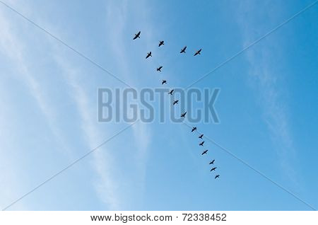 Cranes Flying In A V Formation