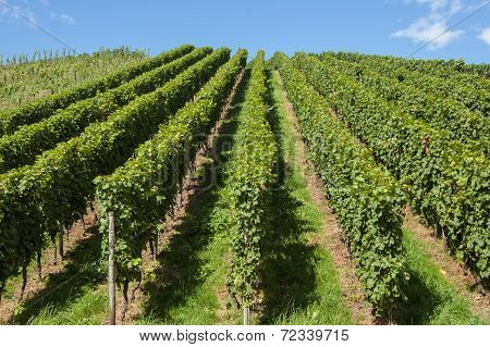 Vineyard In A Hill