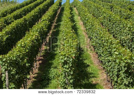 Vineyard In A Hill