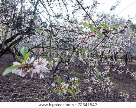Almond Blossom