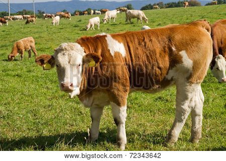 Cows And Bulls In Pasture