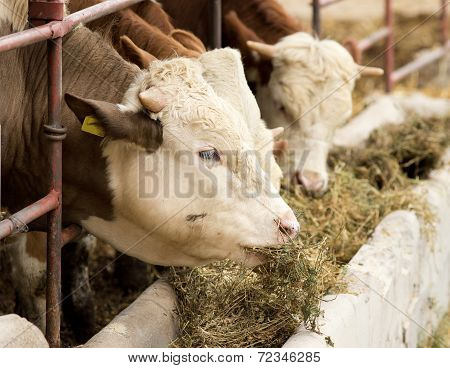 Cow Feeding