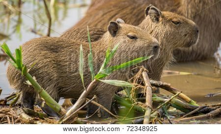 Baby Capybara in Brazilian Pantanal (Side view). Hydrochoerus hydrochaeris