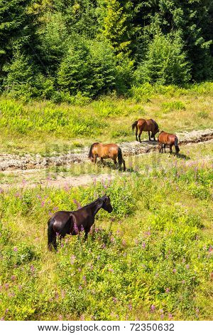 Horses By The Road At The Forest Edge