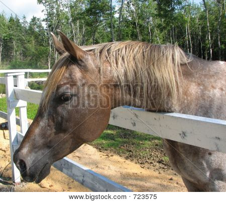 Arappaloosa