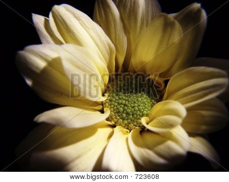 Daisy krysantemum