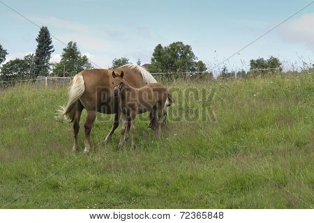 Bay Mare With Colt