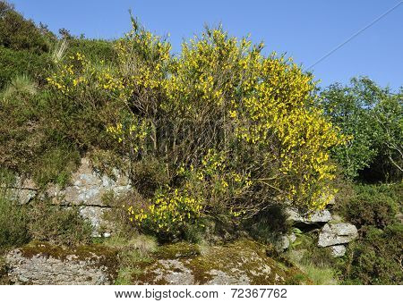 Broom Bush
