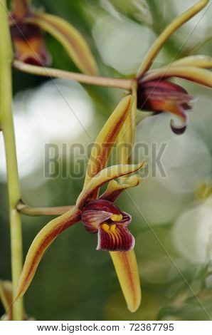 Cymbidium Findlaysonianum Orchid