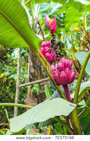 Plant From  Jungle. Amazonia, Ecuador