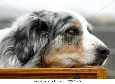 Hund in Kutsche
