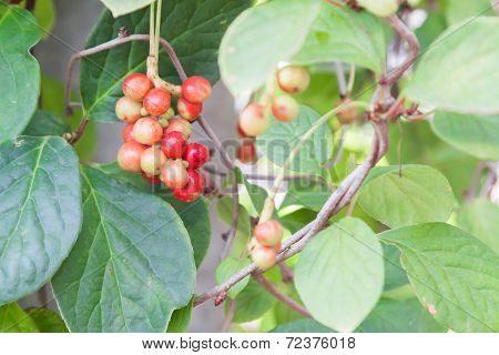 Magnolia Vine