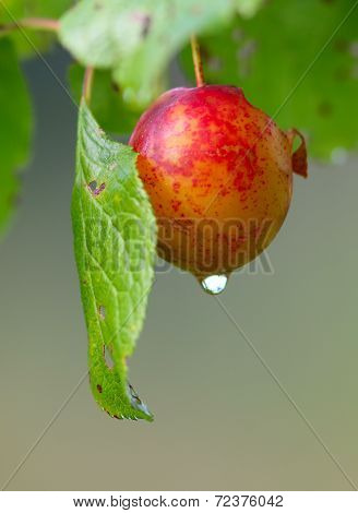Red Plum And Drop Of Water