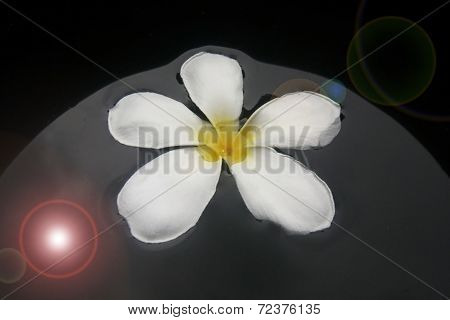Frangipani Flower Or Leelawadee Flower
