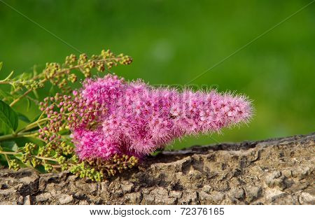 Pink Flower Growing In A Bush