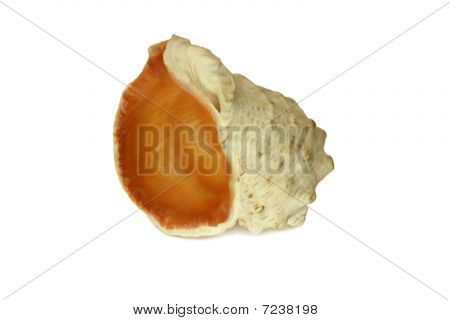 Sea shell op witte geïsoleerd