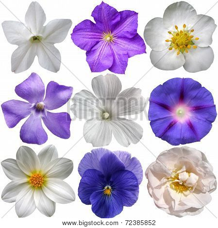 Blue And White Flowers Isolated On White Background