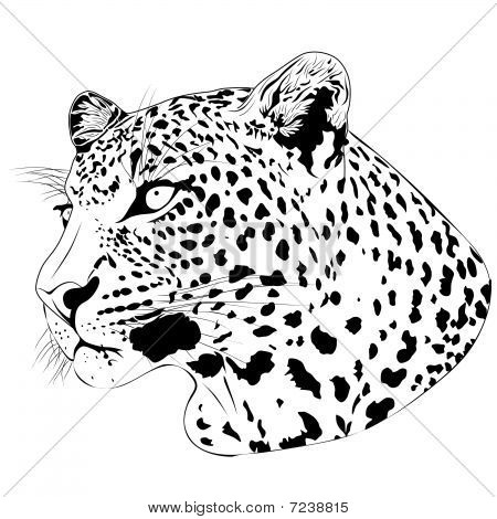 Leopard, Tattoo