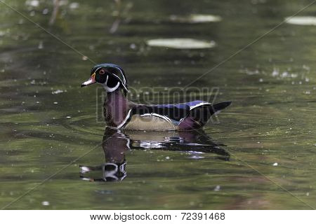 Male Wood Duck