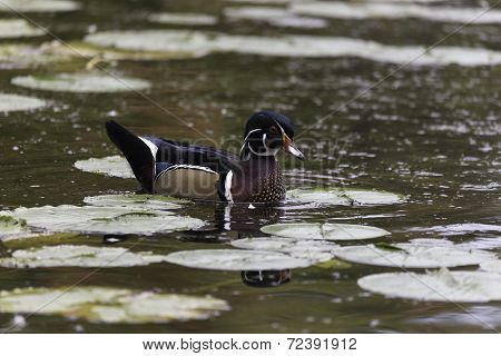 Male Wood Duck