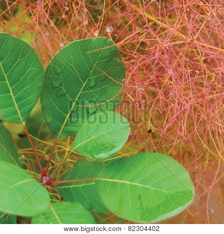 Smoketree Rhus Cotinus Coggygria Pink Blooming, Royal Purple Smoke Bush Flowering Macro Closeup