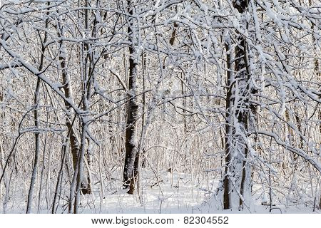 Winter Landscape Snow Thicket Forest
