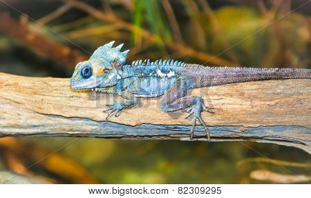 Portrait of tropical iguana sits on a branch, Australia.