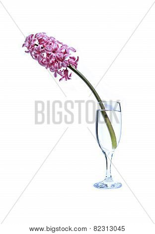 Flower Of Pink Hyacinth In A Fougeres Water Isolated