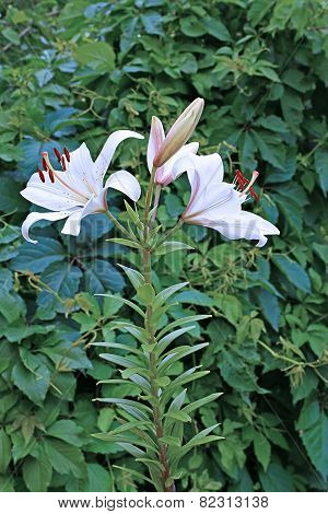 Many Flowers And Buds Of White Lilies