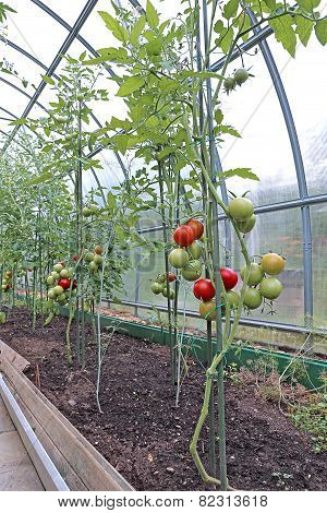 Red And Green Tomatoes Ripening On The Bush In A Greenhouse