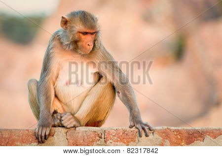 Macaque at the Monkey Temple, Jaipur.