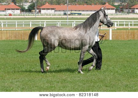 Beautiful Young Purebred Gray Arabian Mare
