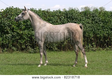 Beautiful Young Purebred Gray Arabian Stallion