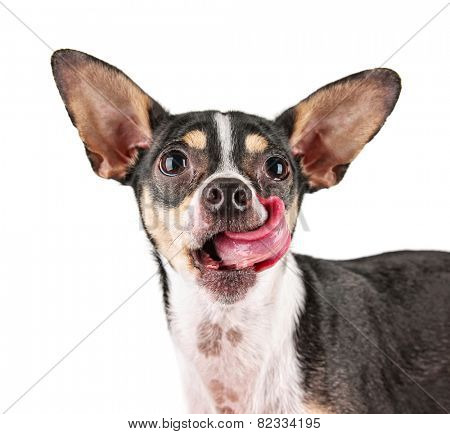  a funny chihuahua rat terrier mix licking his face isolated on a white background
