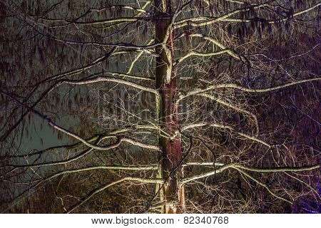 Event Winterlichter  In The Palmgarden