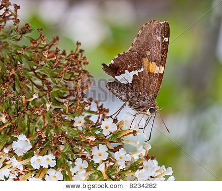 Srebro zauważył Skipper motyl
